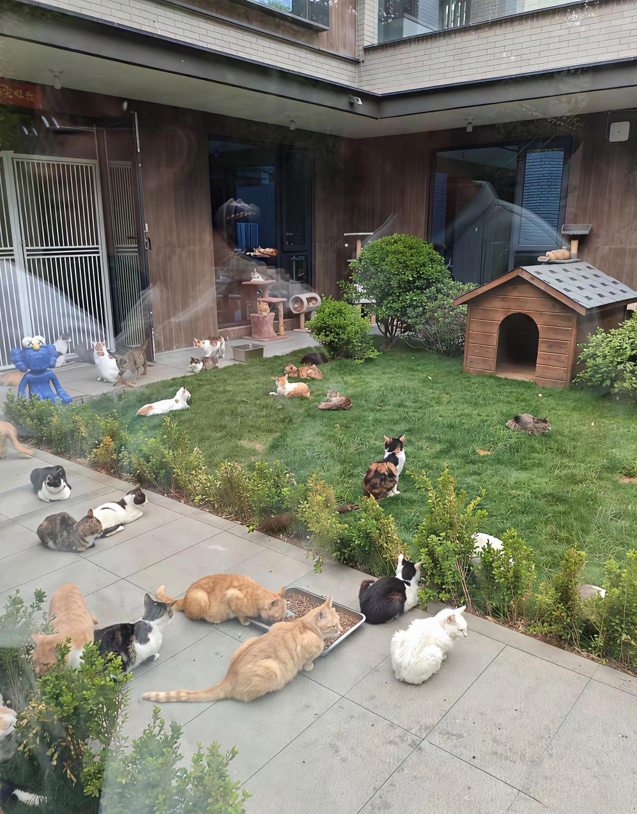 一次收养18只猫2只狗是什么体验？楼下邻居收下小区所有流浪猫，悉心照料看似暖心