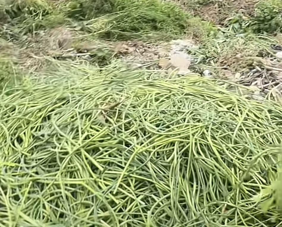 有人说河南的蒜苔之所以便宜，是因为根本就不能吃，还有的甚至说河南蒜苔是泡了药的，