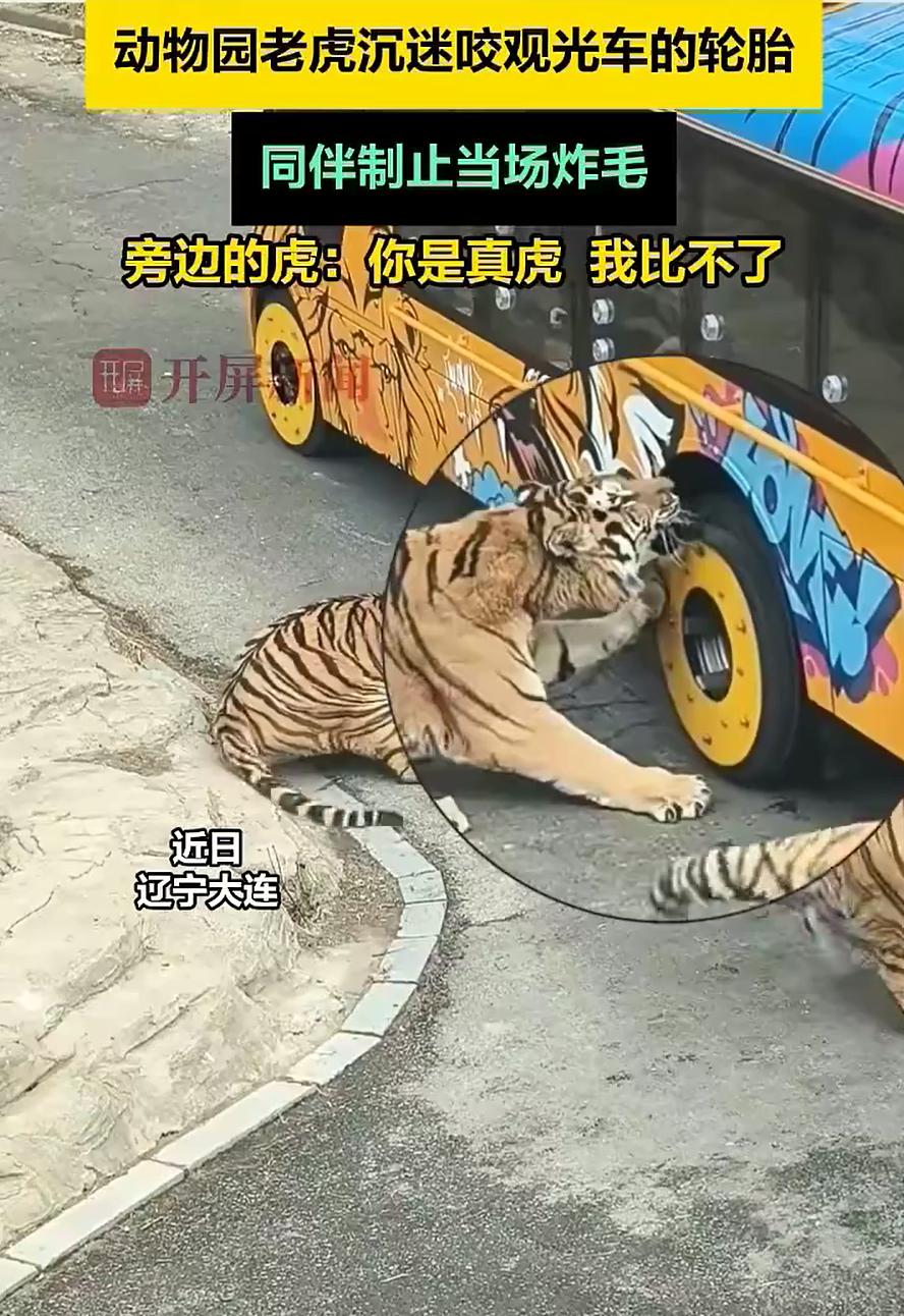 笑死了！辽宁大连，一家观光车经过东北虎园时，一只老虎突然对观光车的轮胎有了兴趣，