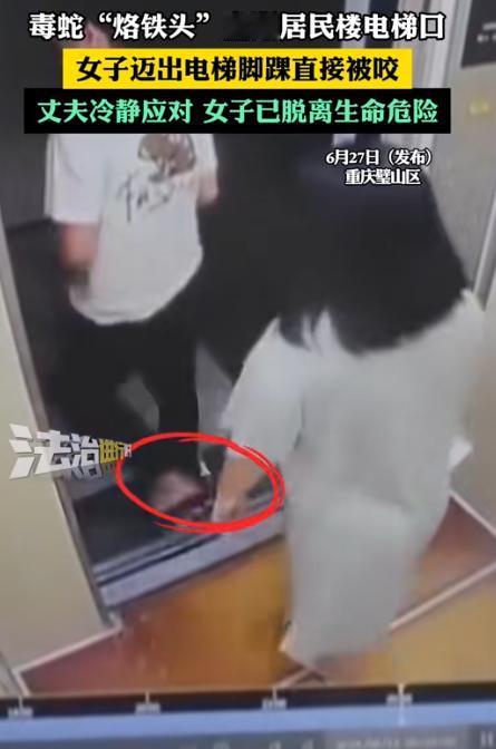 太吓人了！重庆，毒蛇烙铁头盘踞居民楼电梯，女子迈出电梯脚踝直接被咬，好在丈夫冷静