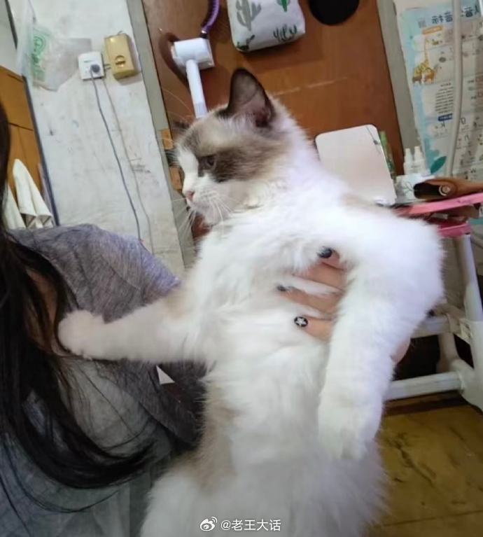 有些猫你只有抚养权没有抚摸权