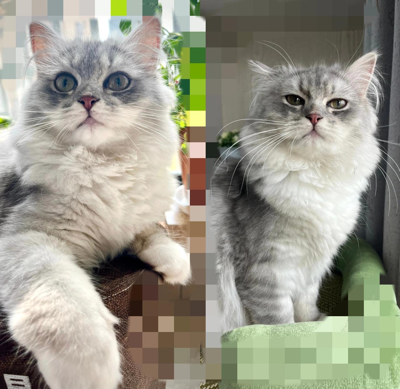 养两年都不知道品种，我家猫到底啥来头？家人们谁懂啊！养了快两年的猫咪，到现