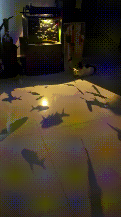 今日份快乐源泉：被鱼影子耍得团团转的小猫咪！鱼缸灯光一照，地面全是游来游去