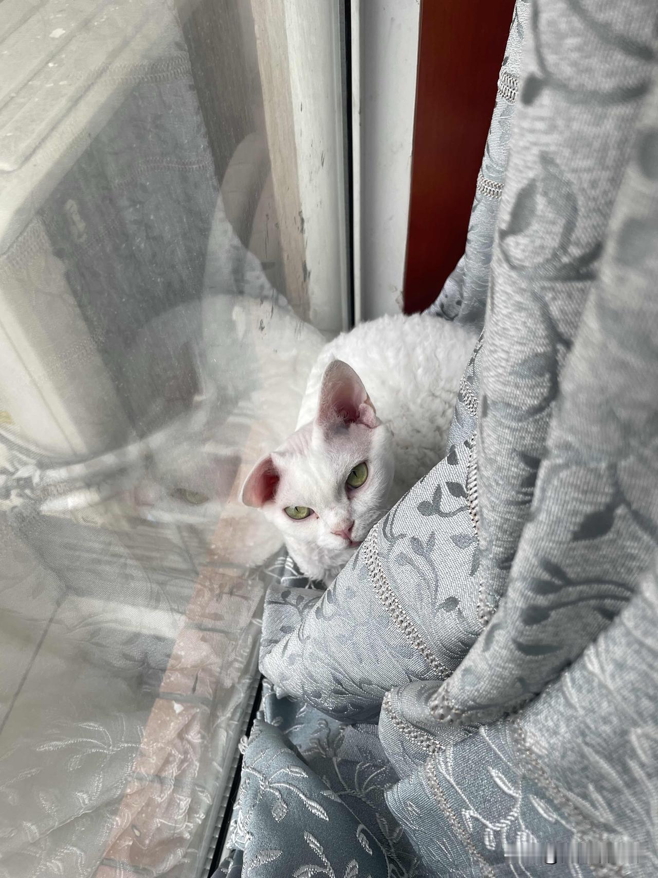 猫咪在家都睡什么地方?我家小猫咪在家睡觉的地方千奇百怪，瞧瞧，天好暖和的时候，