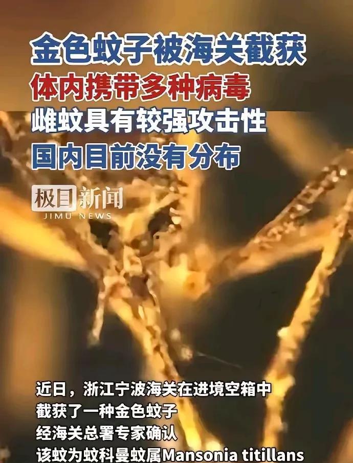 宁波海关这下立大功，在空箱子截获一种蚊科曼蚊属的金色的蚊子。体内携带多种病毒，具