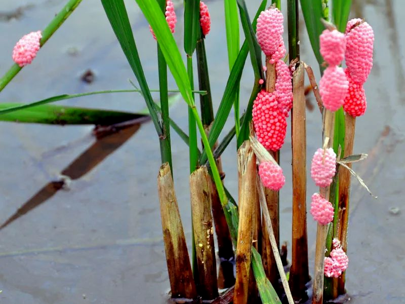 别吃! 寄生虫多达6000条, 特别集中在这个部位, 严重可致命!