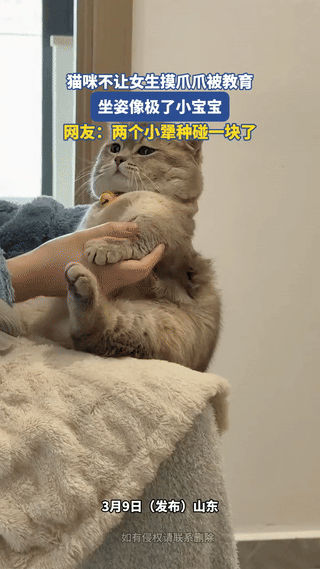 笑不活了，山东，一女生想摸摸自家猫咪的爪爪，不料猫咪却不让，女生开玩笑似的轻声教
