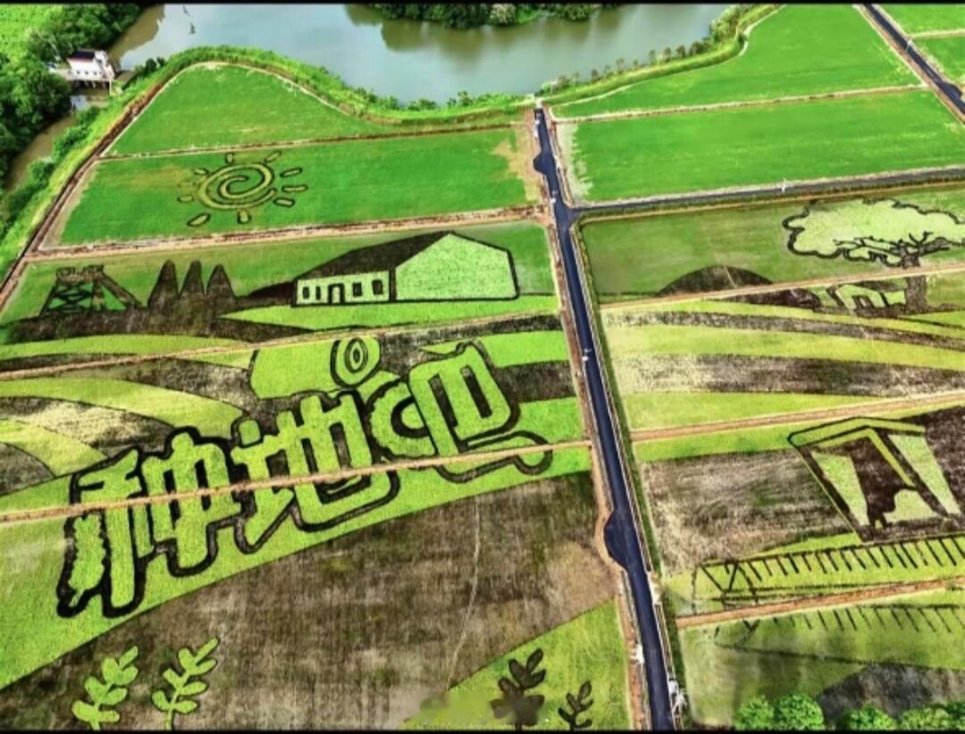 十个勤天原来是这样的稻田画！好好看~十个勤天｜种地吧｜​​​