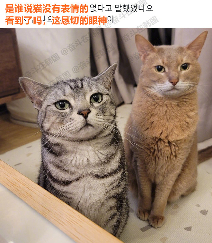 是谁说猫没有表情的？海外新鲜事热点现场​​​