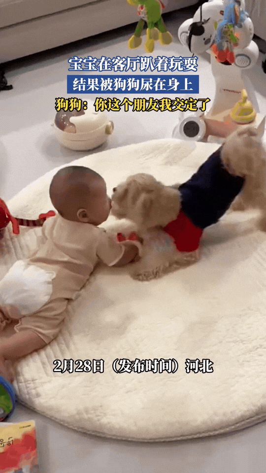 主人不在家，泰迪直接“成精”！经典撒尿姿势精准命中，把婴儿淋得满头湿，还以为没监