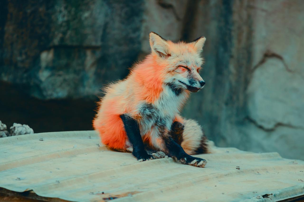 元朝传奇故事元朝有一个大夫，医术精良，至正年间在元大都做过医官。在他七十岁时，