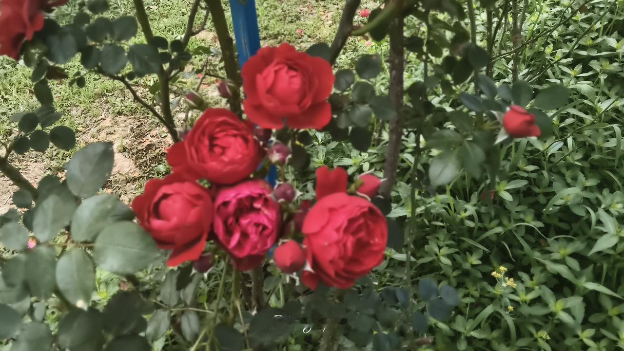 俄罗斯与乌克兰冲突的本质是什么兄弟分家，财产没理清，老大不愿意，老二不松手，两兄