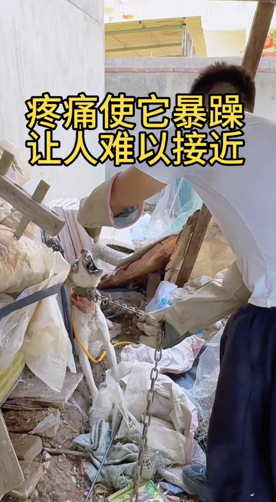 太可怜了！一位小哥哥平时就经常救助收养流浪狗狗，这天有人告诉他一个废弃的仓库里，