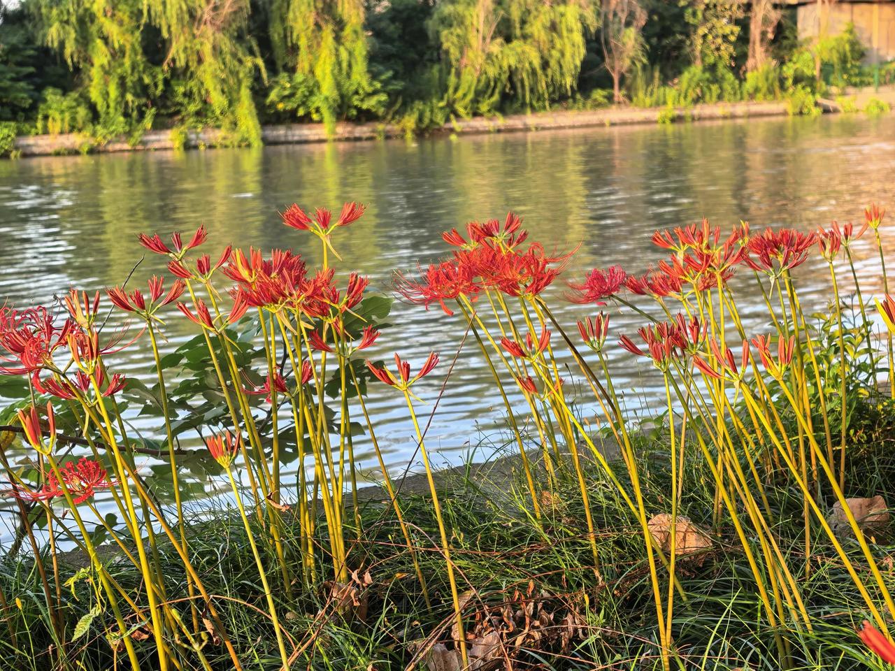 傍晚来到杭甬运河，也就是京杭大运河的出海口。夕阳落在水面，泛起一片金光，河畔彼岸