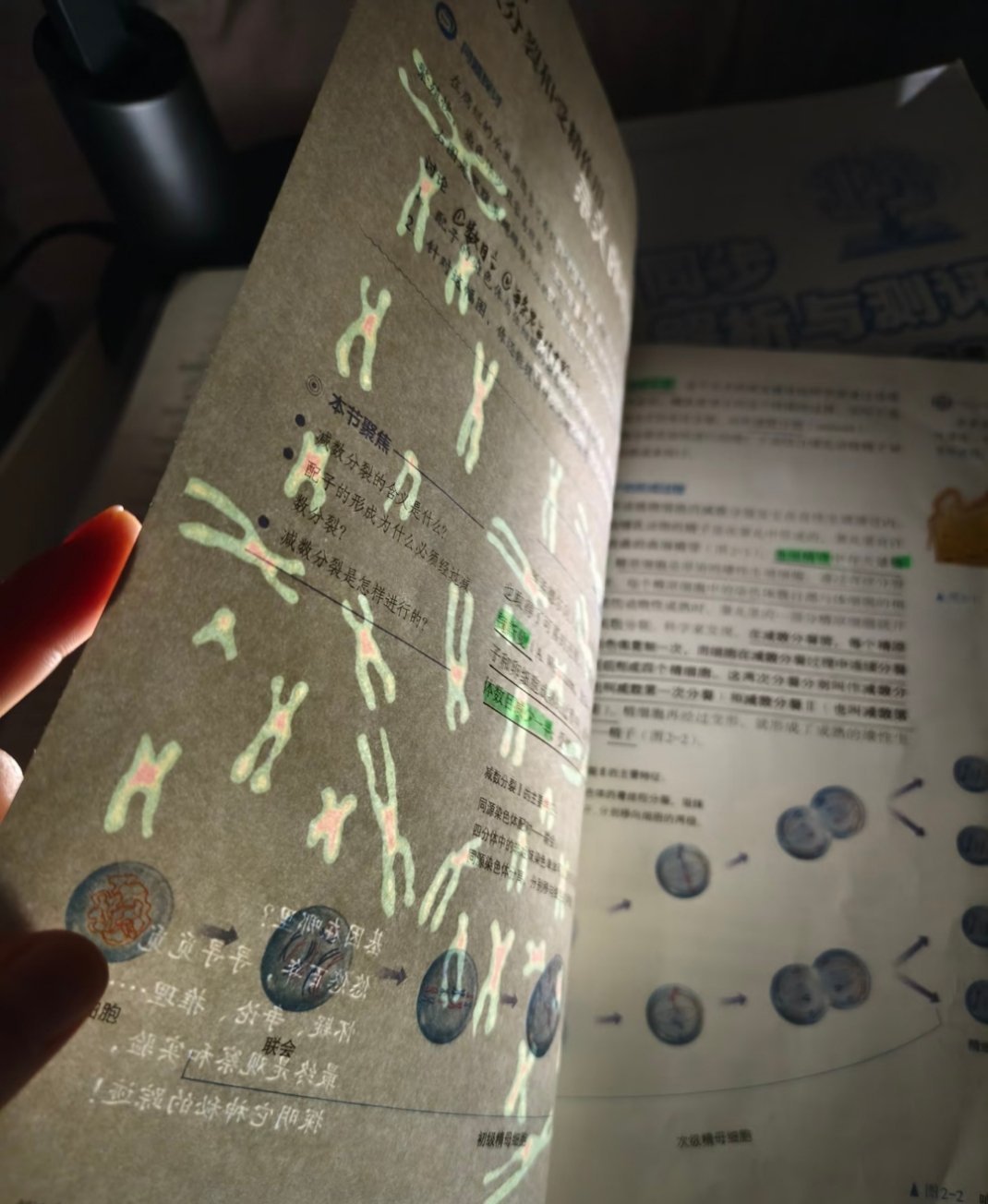 无意间发现生物的浪漫