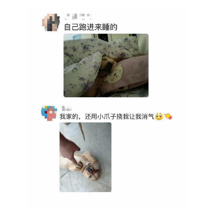 修狗犯错前后区别有多明显