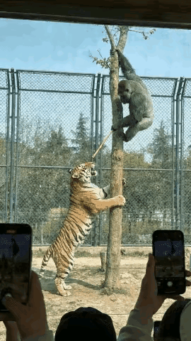 猩猩说:你就是个纸老虎