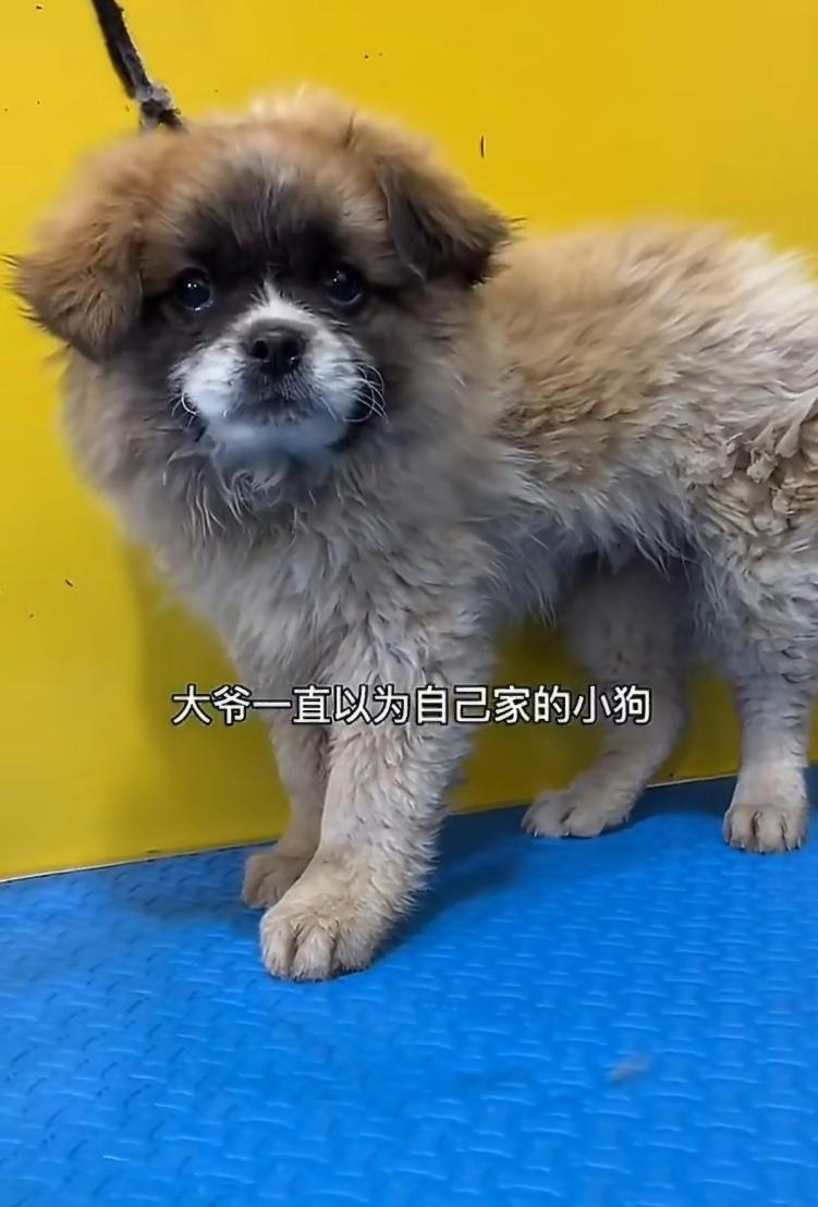 大爷养了只小狗，一直以为是黄黑花的。直到送去宠物店洗了个澡，接回来时，他愣住了—