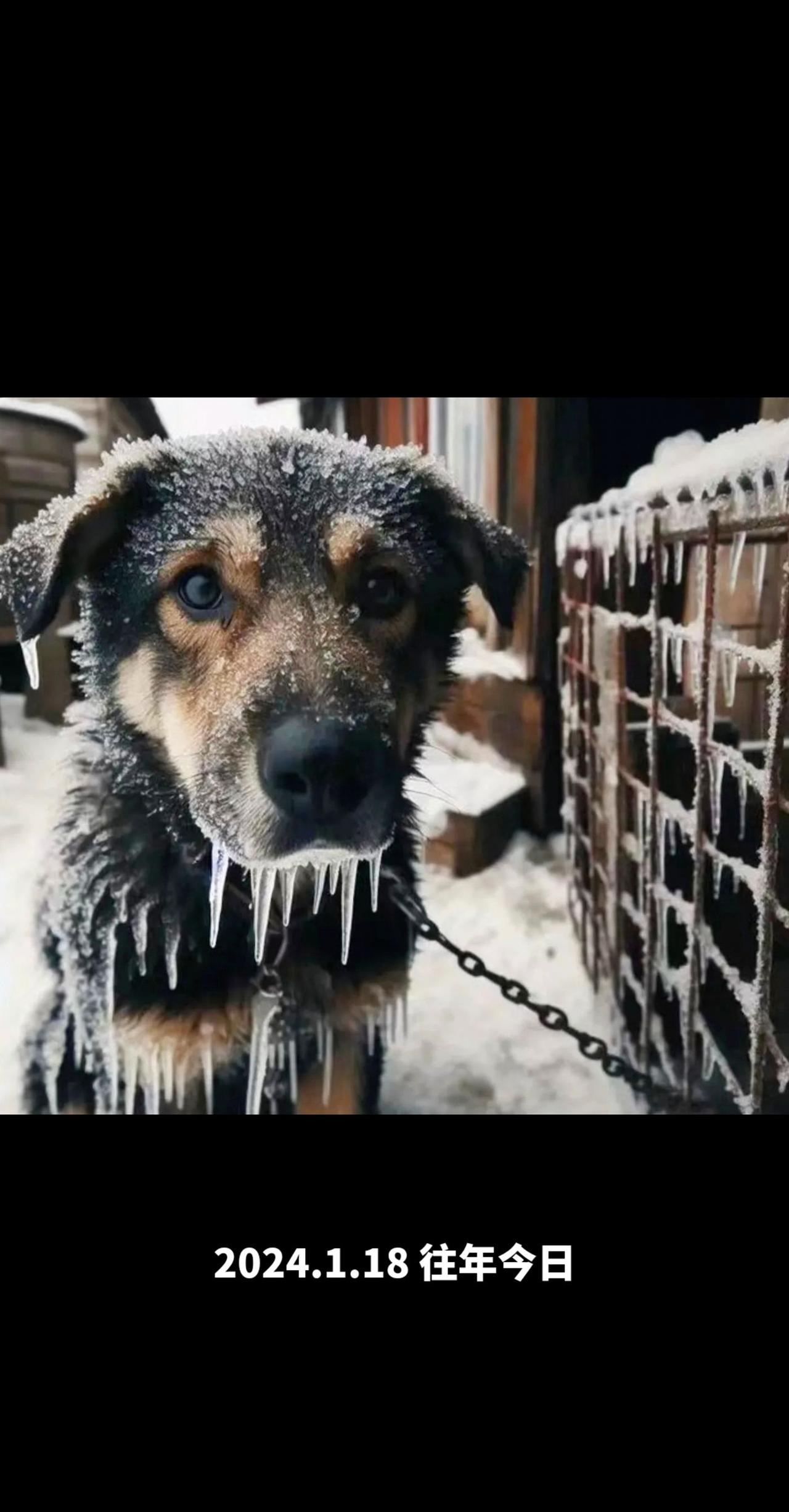 一张照片证明你养了狗🐶
