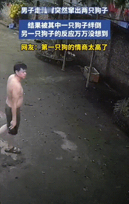 太机灵了！男子拿着瓷盘想放墙边，结果突然窜出两只追赶的狗，后面的狗不小心将男子绊