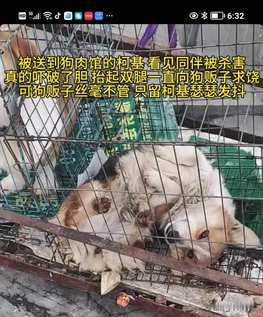 柯基拉被带到了屠宰场，在铁笼子里目睹同伴被杀，吓得浑身发抖，两只脚不停地向屠夫求