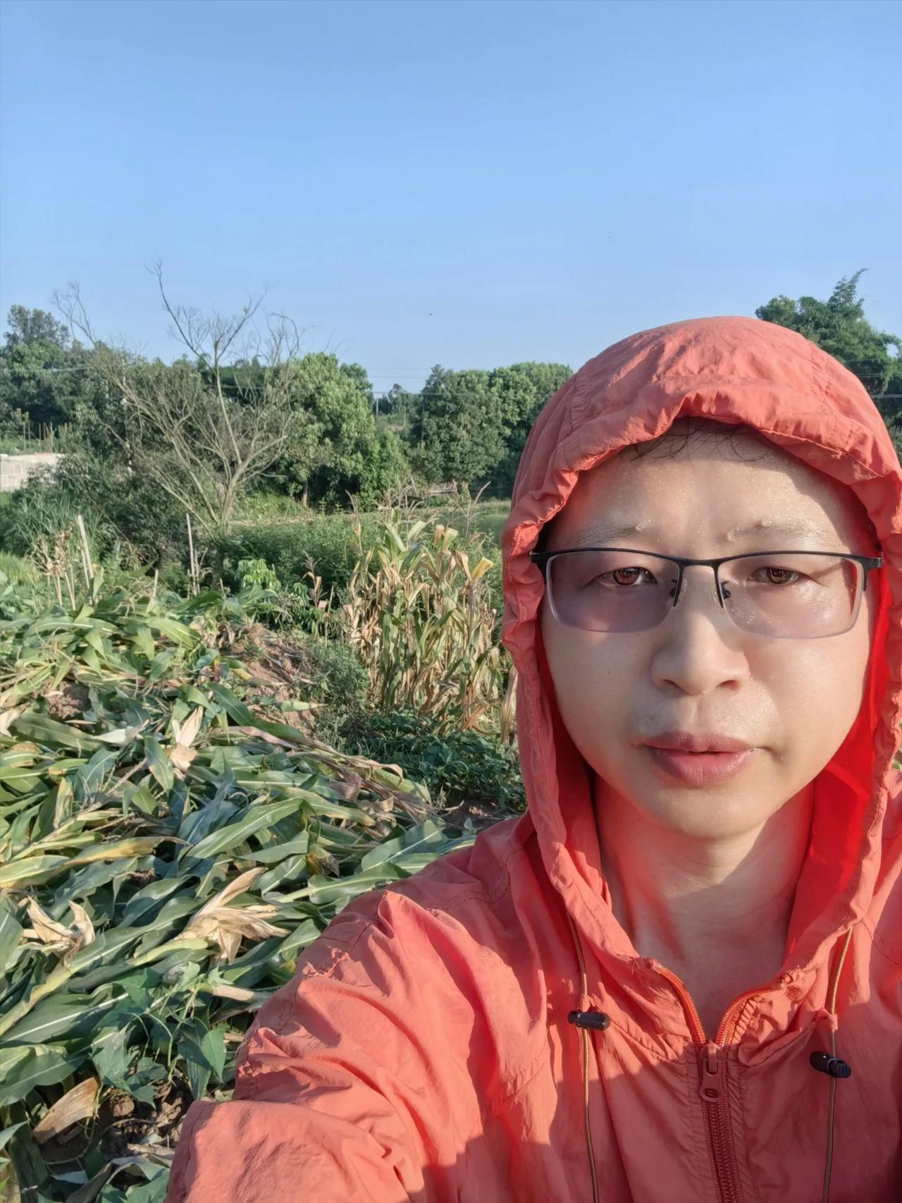 铲除田园苞谷杆七月底的太阳，简直是个热情过头的“暖宝宝”，一大早就火力全开地