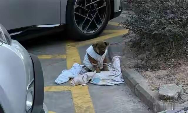 一只可怜的狗狗因为不小心摔骨折，主人居然心疼医药费直接把它遗弃了，它穿着一件马甲