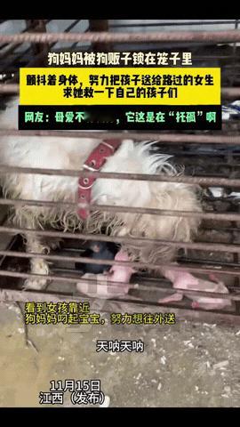 “泪目了！”一小姐姐和闺蜜去菜场买菜，准备回去弄个火锅吃吃，可结果当她们走到卖狗