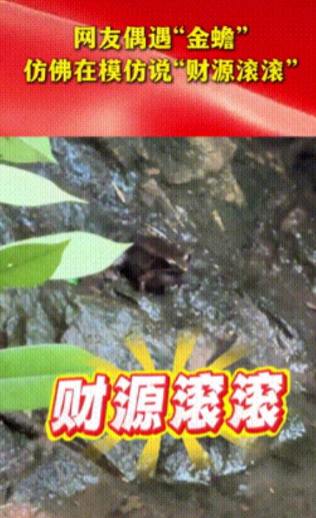 原来传说都是真的！”山东，一女子游玩期间，突然看见了趴在石头上的“金蟾”，于是女
