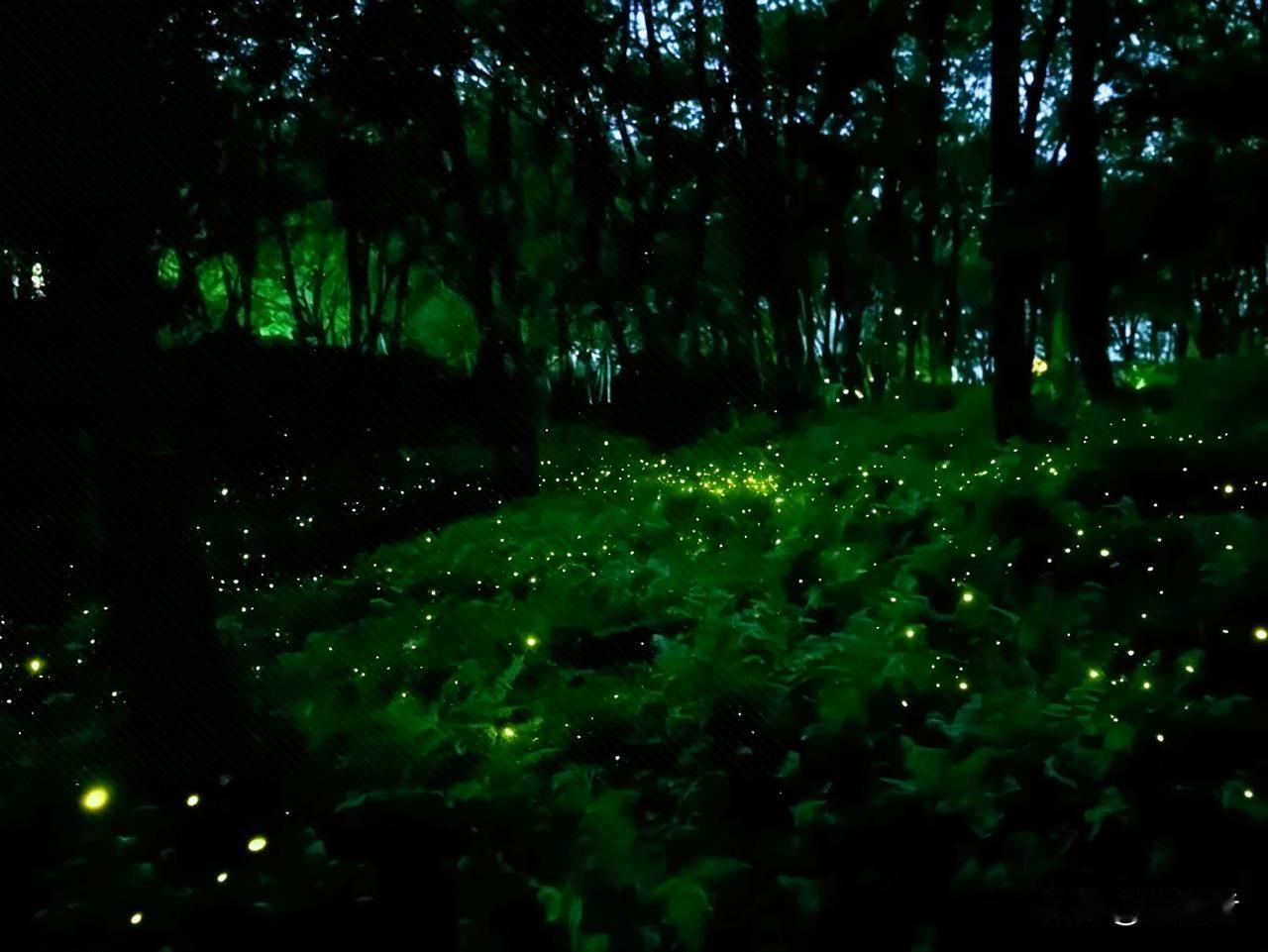 星落林间，萤火漫野，是童年的夏夜回来了原来童年记忆里，那片会发光的夜晚，从来都没