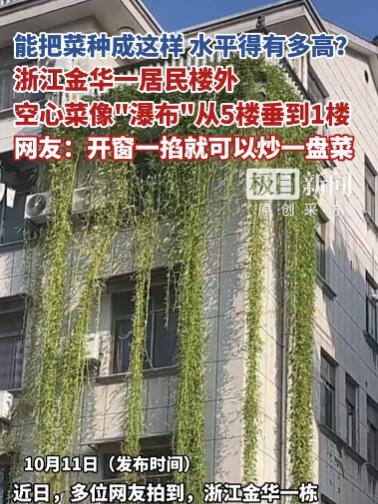 “活久见！”10月11日，浙江金华，一女子发现一栋居民楼被垂下的“绿色瀑布”覆盖
