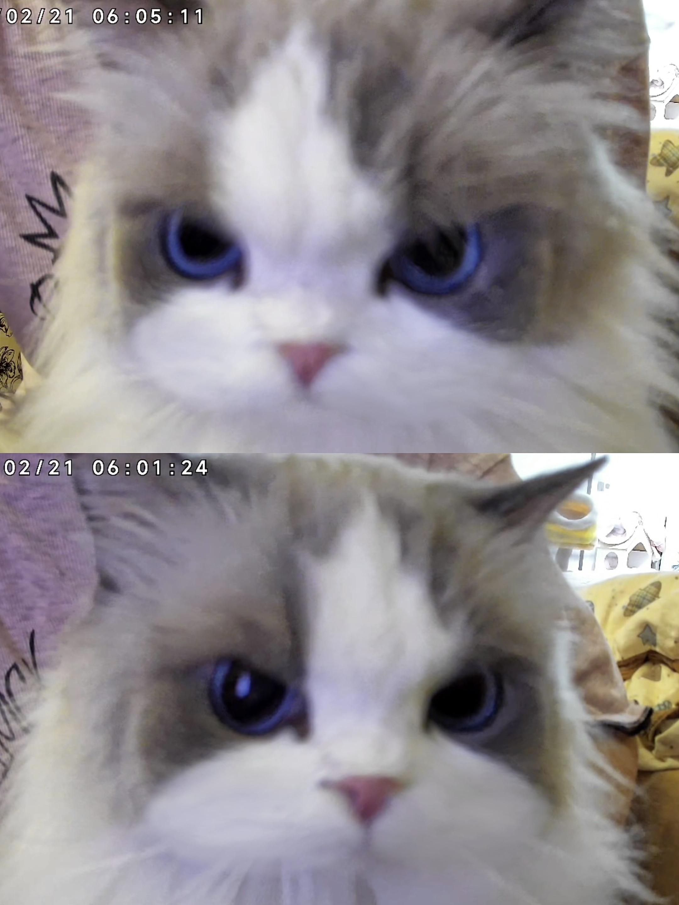 当我跟上门喂猫的小姐姐说我想看一下猫。一脸懵逼的凑近监控 🐱：你谁啊...