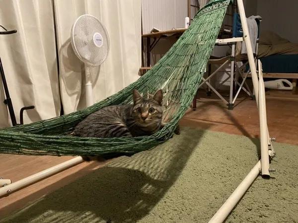 日本一位网友家中养了11只鸡和1只猫。不久前，他因身体不适躺在床上休息，睡醒后发