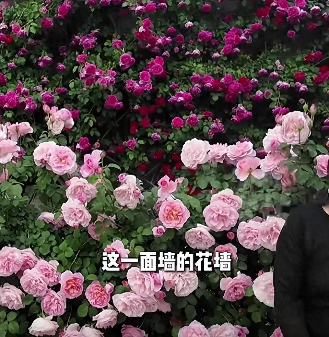 这真是神仙婆媳！河南许昌，一名女子平时喜欢花草，她的婆婆亲自下场翻土浇水，在院子