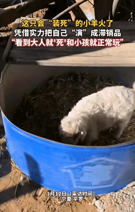 “笑不活了！”近日，宁夏石嘴山，一男子将家中的小羊拉到集市上卖，没想到小羊到了集