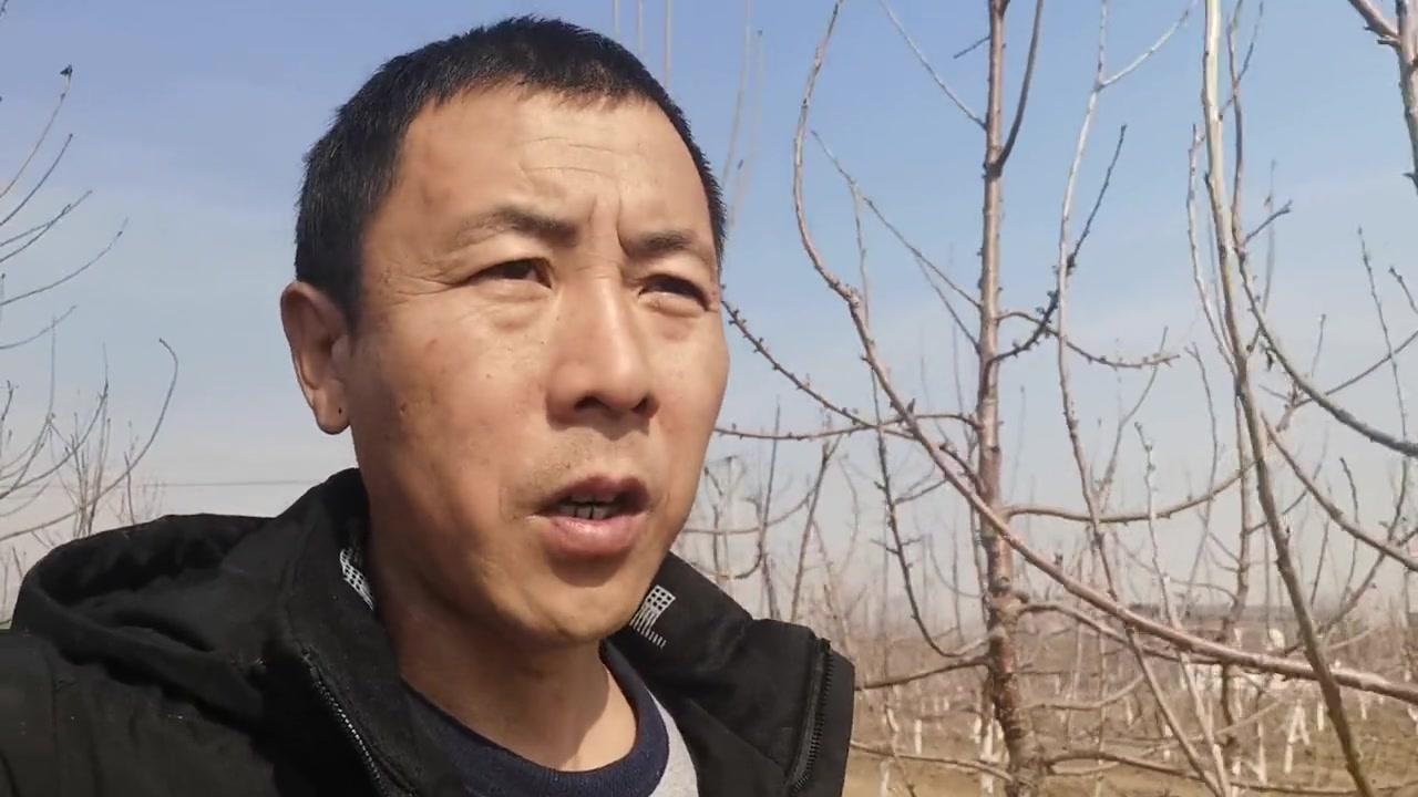 🍒大樱桃种植选对根系很关键！土壤性质直接影响苗木长势，选对了事半功倍。1️