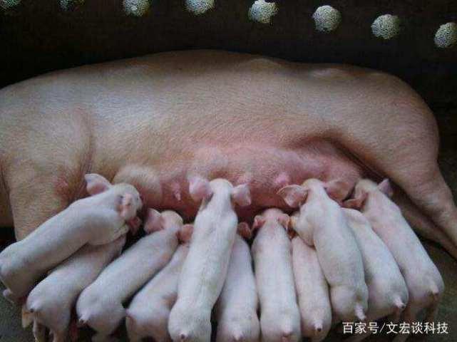 养猪想赚钱, 做好这三点, 就能最大限度的缩短出栏时间