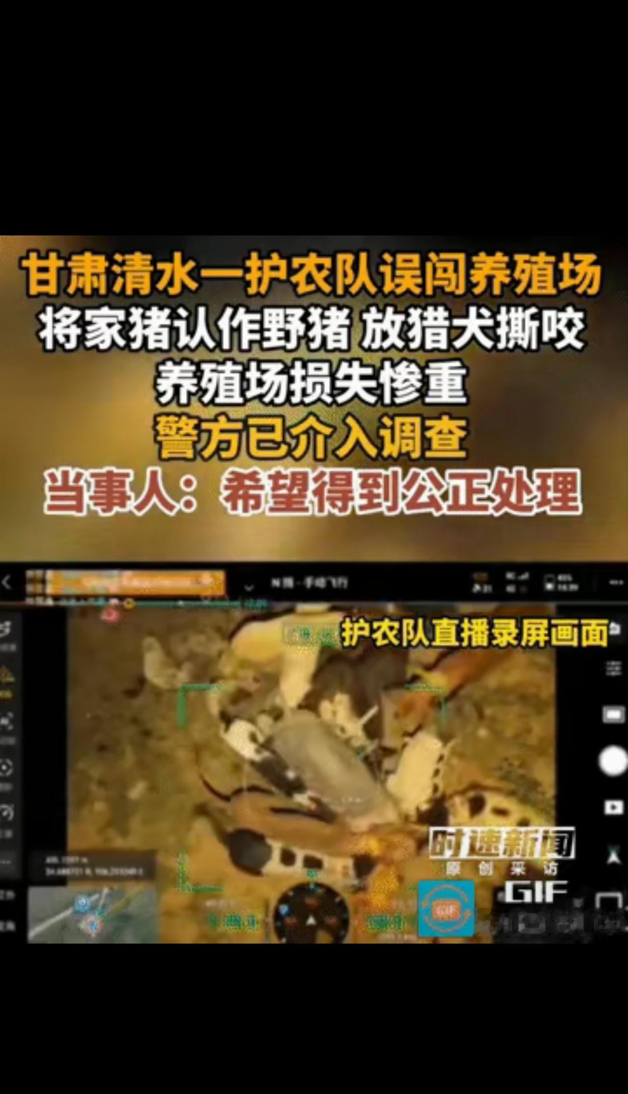 “误会大了！甘肃清水，男子在养殖场屋里休息，突然，听到狗叫声，猪的惨叫声，他爬高