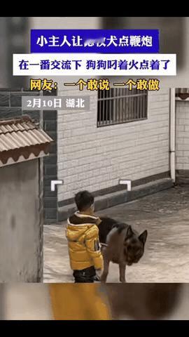 毛孩子会放鞭炮，真是让人没有想到，这个老孩子实在是太聪明了，它不仅聪明，而且胆子