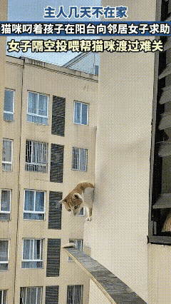 真的破防了！重庆这只猫妈妈，为了孩子真的拼尽了全力。主人出门几天没留够食物