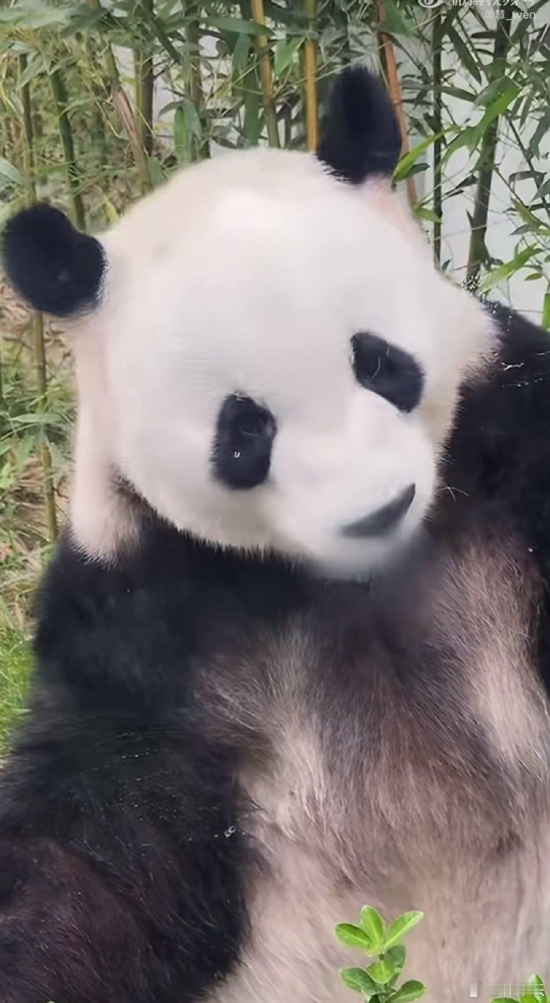 我侄子找他爸：我要养这个大老虎。我找我侄子他爸：我要养这个大熊猫。我哥：你两个有