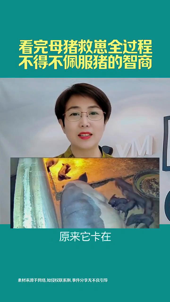 看完母猪救崽全过程，不得不佩服猪的智商。这是监控拍到的真实罕见的一幕。午夜时分