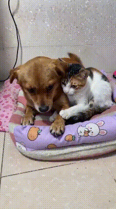 谁能体会狗子的无奈啊😂家里这只橘花猫简直粘人精本精！狗子满心欢喜等着出
