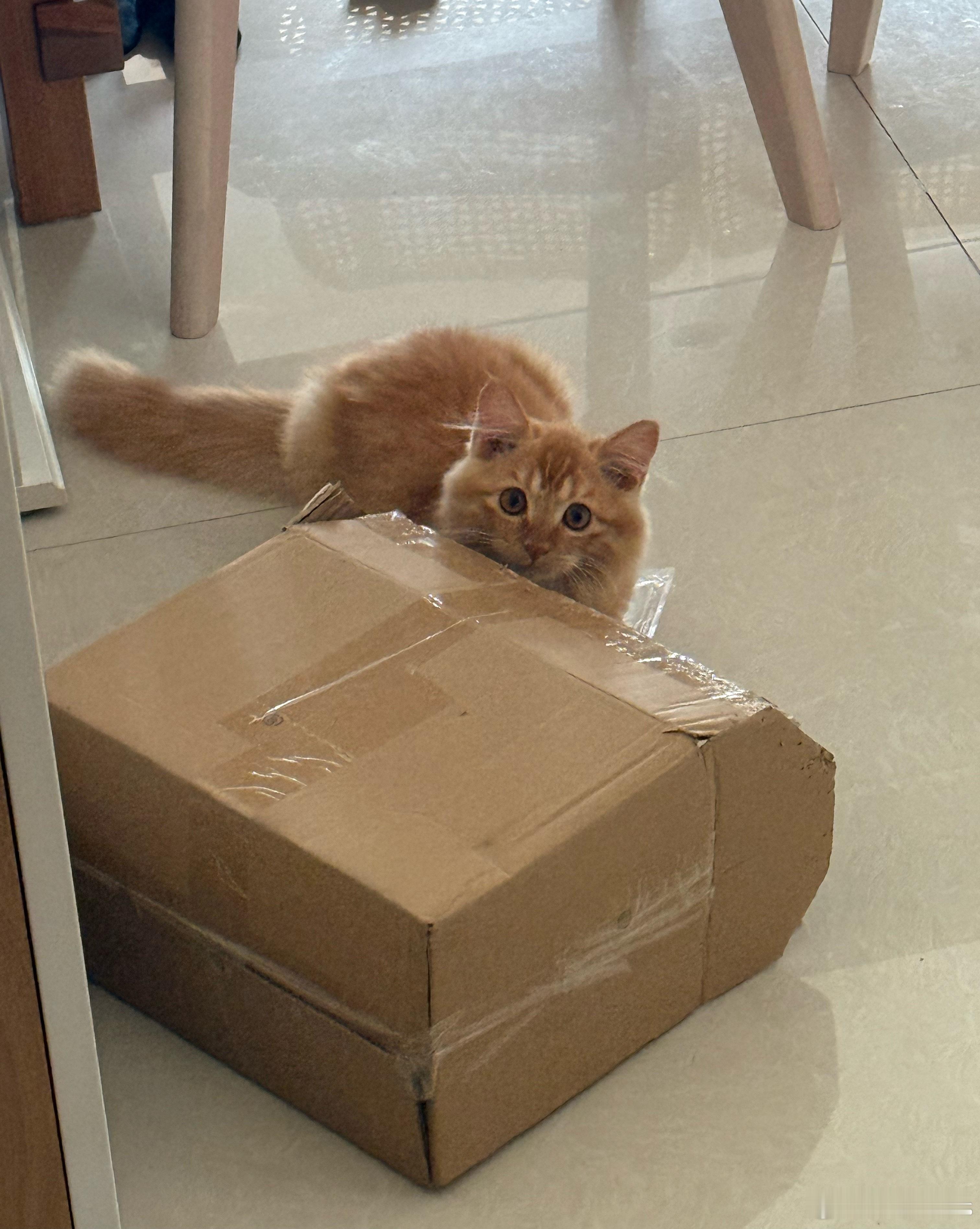 你主人要翻工啦！​​​