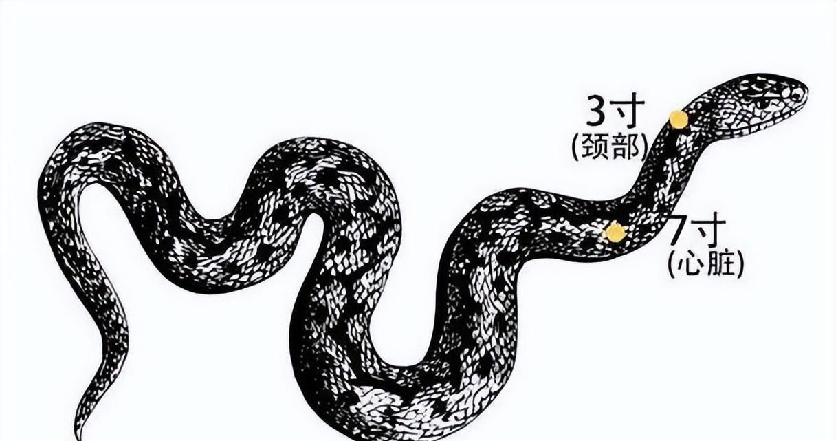 养蛇40年的老师傅提醒：野外碰到蛇，别慌着打头！蛇有个致命弱点——打“七寸”（心