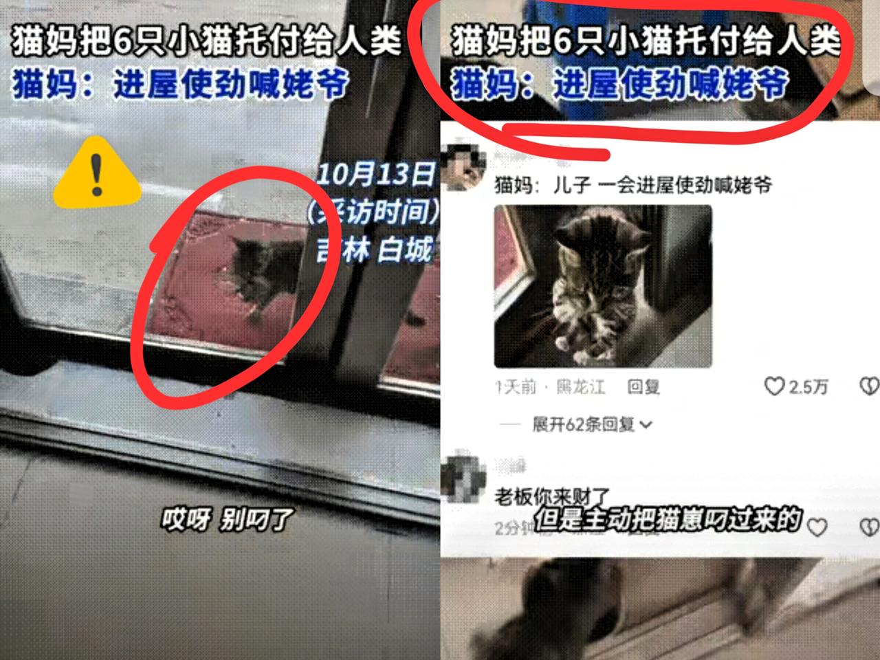 万物皆有灵性！吉林大哥就平时给流浪猫喂点粮，居然被猫“反向托付”了！这猫生完六