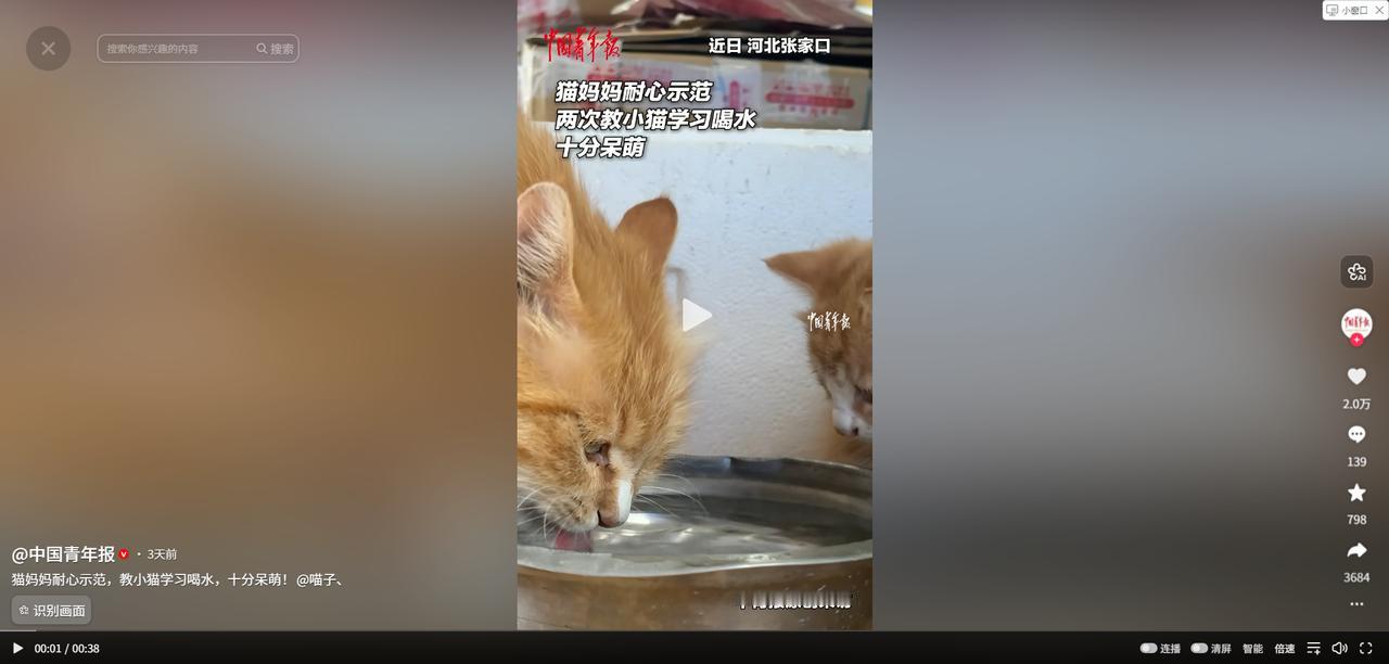 万物皆有灵！5月31日中国青年报报道，河北，男子养了一只母猫，他原以为小猫会吃会