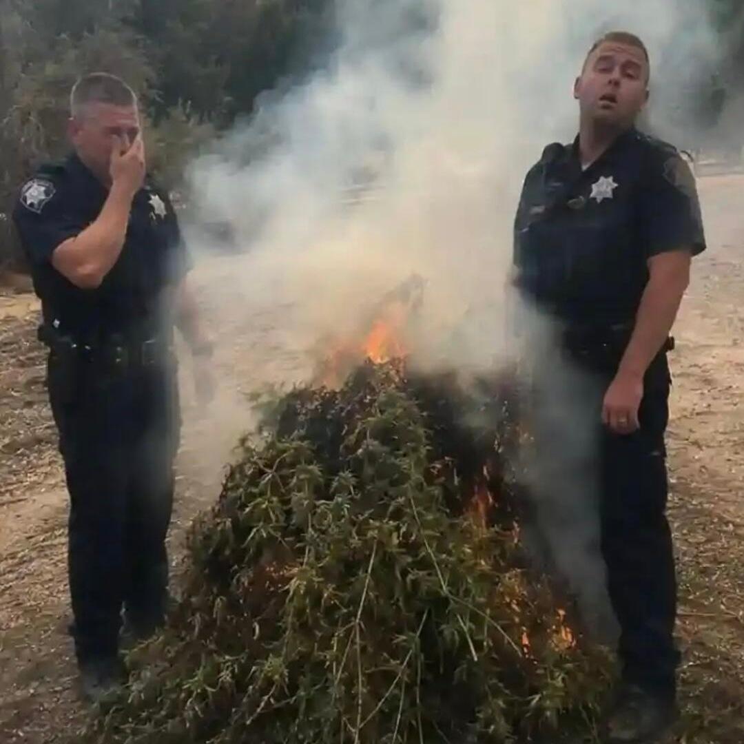 美国警察销毁大麻现场，场面一度差点失控。