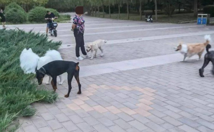 “冤不冤？”辽宁丹东，2名小伙在公园角落里遛狗没栓绳，一名大妈路过时，不愿意了，