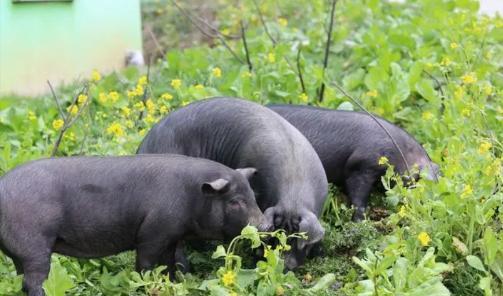 为什么现在的猪肉不香了？饲料大王、新希望集团董事长刘永好说：我们现在吃的猪肉很多